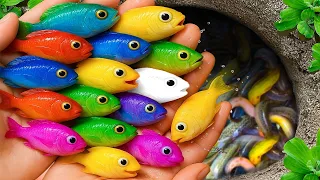 Catch beautiful aquarium fish in small pond baby turtles eels pencil fish tadpoles molly fish
