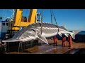 Lagu Catching a 5-Ton River Monster: The Beluga Sturgeon Giant