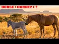 Horse Donkey The Rare Hinny Explained