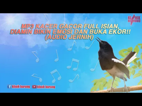 Download MP3 Mp3 suara kacer gacor! Terapi kacer buka ekor