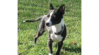 Blitz - Rat mix