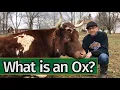 Oxen Basics What is an Ox