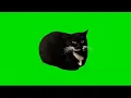 Maxwell the Cat green screen spin dance