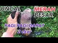 Download Lagu Review UNCAL MERAH BESAR (blihung batang) || tekukur api