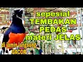 Download Lagu SIMULASI LOMBA MURAI BATU