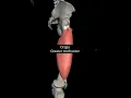 vastus lateralis muscle with origin insertion Nerve supply actions lowerlimb anatomy mbbs 1st year