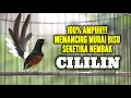 Lagu PANCINGAN MURAI BATU GACOR BONGKAR MATERI CILILIN INI AMPUH NAIKKAN EMOSI MURAI SUSAH BUNYI