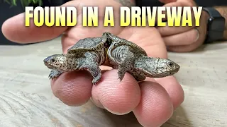 We Found Another Set of Conjoined Twin Turtles!