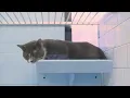 The RVSPCA needs your help with fostering during the upcoming winter storm