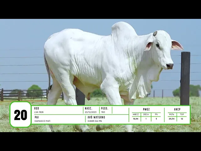 Touro Nelore LSA - 1928