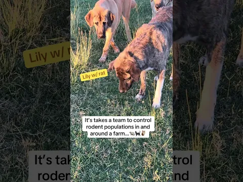 This is where the Guardian dogs, recon cat, raptors and coyotes come together…