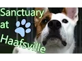 Volunteering at the Sanctuary at Haafsville Animal Shelter Montage