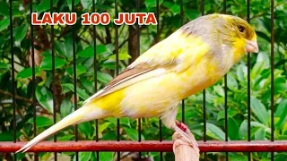 Download 🔴 LAKU 100 JT‼️KENARI MASTERAN,CENGKOK ISTIMEWA,ROL PANJANG,JUARA NASIONAL #kenarijuara #kicaumania MP3