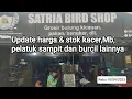 Download Lagu Update harga \u0026 stok burung bahan kacer,mb, pelatuk sampit dan burcil lainnya#satriabirdshop