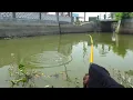 Download Lagu SPOT MANCING DEPAN SEKOLAHAN SD..!! IKANNYA BABON BABON TOK JORAN SAKTI INI SAMPAI PATAH