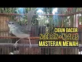 Download Lagu CIGUN GACOR❗NGEBREN PANJANG SAMBUNG NGALAS MASTERAN MEWAH UNTUK JENIS BURUNG KICAU APAPUN