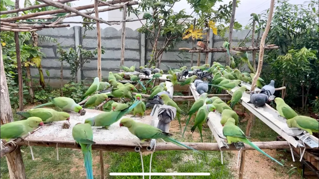 Kitchen Garden is live