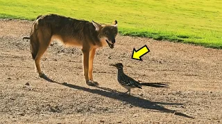 Coyote vs Correcaminos | La batalla del desierto