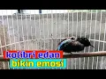 Download Lagu KOLIBRI EDAN,BIKIN JALAK DAN MANYAR EMOSI