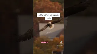 اغنيه البحراوي ابتديتها بنيه صافيه قلبي طمع وفيه عملت خير كثير في ناس بس للاسف قلبه عليا  اغنيه البحراوي ابتديتها بنيه صافيه قلبي طمع وفيه عملت خير كثير في ناس بس للاسف قلبه عليا