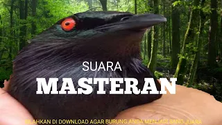 Download SUARA BURUNG MASTERAN AGAR BURUNG ANDA MENJADI SANG JUARA. MP3