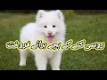 Russian Dogs Puppies Available For Sale In Pakistan Pink Nose