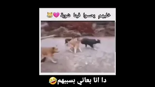 كلاب الشارع مع الشباب بليل يوتيوب Funny القناه كلاب Fun 2023 ضحك حياة صعبه حياة رمضان 