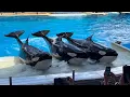 Orca Encounter - SeaWorld Orlando September 16th 2025