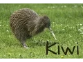 Download Lagu Kiwi Bird 4K