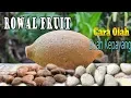 Download Lagu Cara mengolah Buah Kluwek, buah Kepayang (Rowal Fruit) menjadi Makanan Lezat MP3