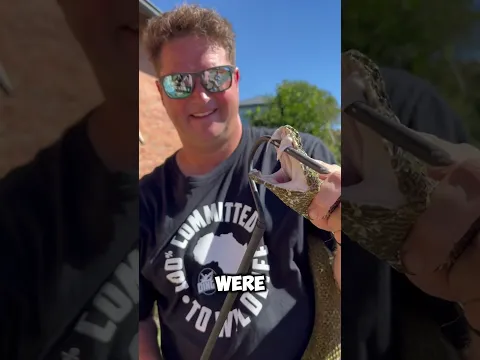 How to tell whether a snakebite is venomous or not 🐍