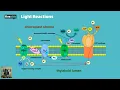AP Biology - Photosynthesis