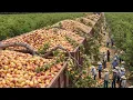 Download Lagu Unbelievable Harvest 2025 - Millions of Tons of Fruits \u0026 Vegetables Collected By Modern Machines #2