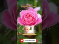 Download Lagu Bismillah 21 kali