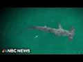 New York beaches on high alert as shark spottings spike to record highs at NYC s Rockaway Beach
