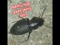 Download Lagu serangga malam