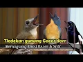 Download Lagu TERBUKTI SANGAT AMPUH TLEDEKAN GUNUNG FULL GACOR MERANGSANG EMOSI  KACER DAN SRDC