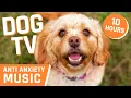 Download Lagu Dog TV: Melodic Meadows for Midnight 🌕🎶