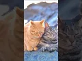 Download Lagu cute kitten 😺😻🐾 #cat #catshorts #shorts #youtubeshorts