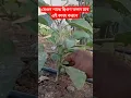 Download Lagu বেগুন গাছে দ্বিগুণ ফলন হবে এই কাজ করলে বেগুন চাষ পদ্ধতি #shortvideos #trending #gardening