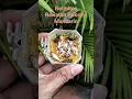 Download Lagu RUTINITAS RAWATAN POKSAY MANDARIN biar losplong #gacor #kicaumaniaindonesia #poksaymandarin