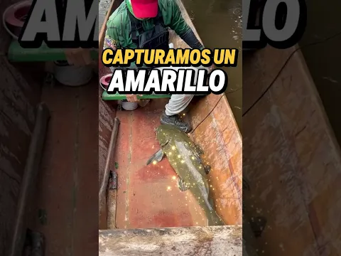 Pescamos un amarillo!  #shorts #pesca #colombia