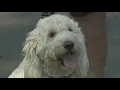 Calls for dogs to be allowed in Parks in Fanwood NJ