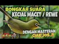Download Lagu Bongkar suara kecial macet | Ampuh pancing dengan suara ciak jos @lombokkecialkuning
