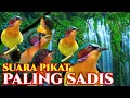 Download Lagu suara pikat burung kolibri wulung