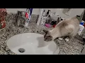 Puzzled cat Adorable cat Siamese Cat Siamese Tabby mix cat was puzzled by