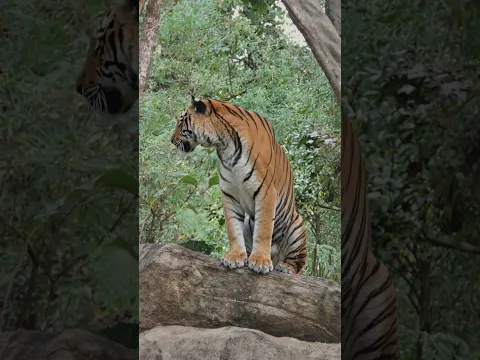 tiger day #viral #automobile
