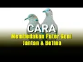 Download Lagu Cara Membendakan Puter Geni Jantan dan Betina | CIRI CIRI PUTER GENI JANTAN \u0026 BETINA