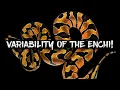 The Extreme Variability of the Enchi Ball Python
