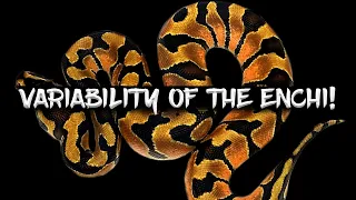 The Extreme Variability of the Enchi Ball Python